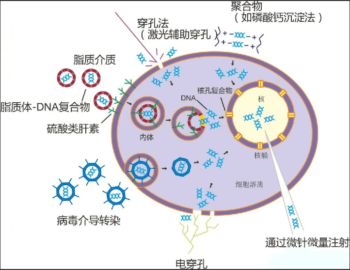 细胞转染
