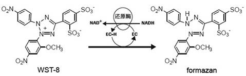 <strong>细胞毒性/增殖检测（CCK8/MTT检测）</strong>